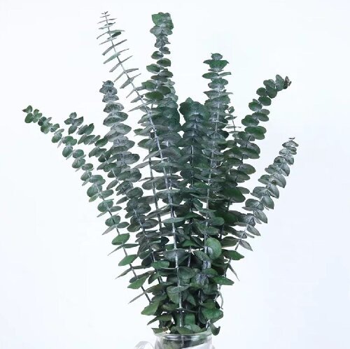 Eucalyptus leaves dried flowers preserved eucalyptus