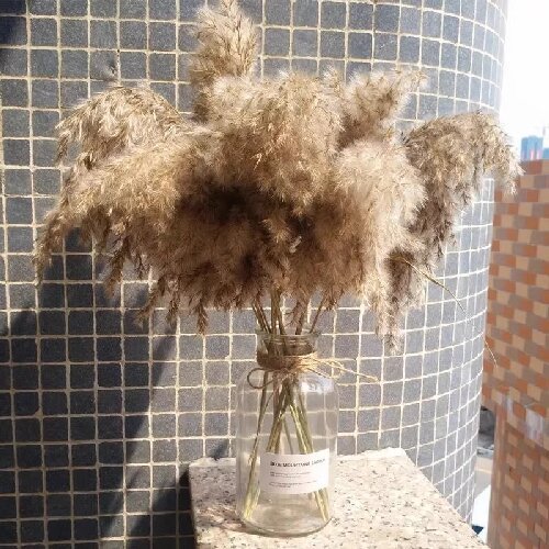 Dried flowers small reed pampas grass home decor