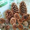 Natural Pine Cones Christmas Craft Dried Flower