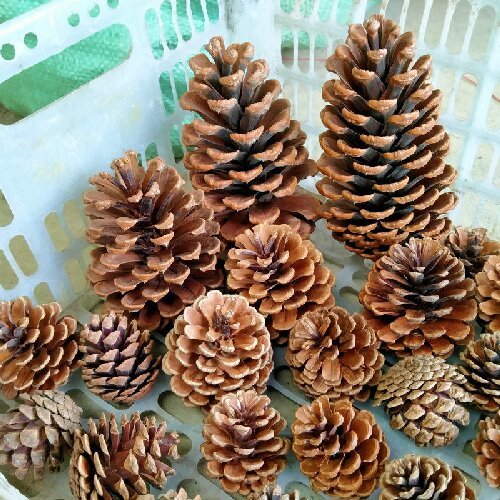 Natural Pine Cones Christmas Craft Dried Flower