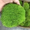 Preserved bun moss pole moss for terrarium plants