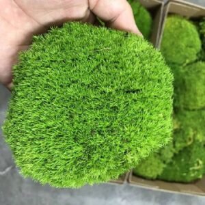 Preserved bun moss pole moss for terrarium plants