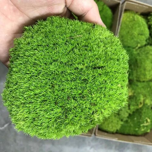 Preserved bun moss pole moss for terrarium plants