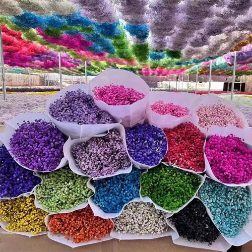 Natural Dried Preserved Gypsophila Flower Babysbreath