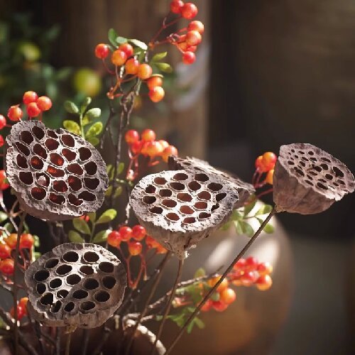 Natural dried lotus flowers for home decor, dried flower