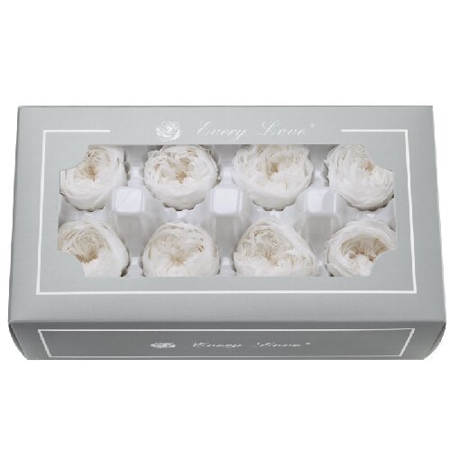 Preserved austin roses flowers eternal flower head