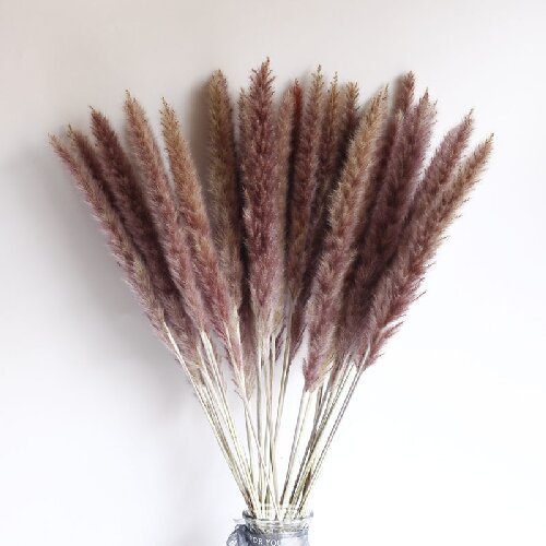 Dried flowers small pampas grass natural flower