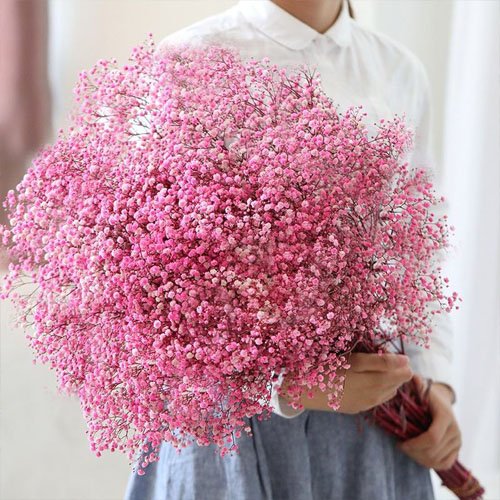 Natural Dried Preserved Gypsophila Flower Babysbreath