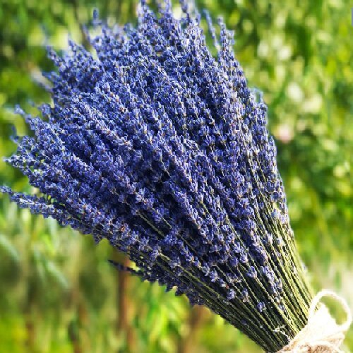 Preserved lavender dried flowers bunches home decor