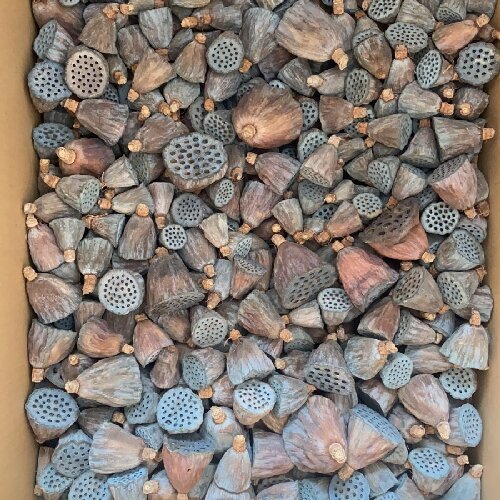 Natural dried lotus flowers for home decor, dried flower