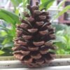 Natural Pine Cones Christmas Craft Dried Flower
