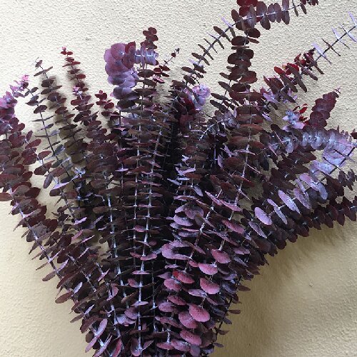 Eucalyptus leaves dried flowers preserved eucalyptus