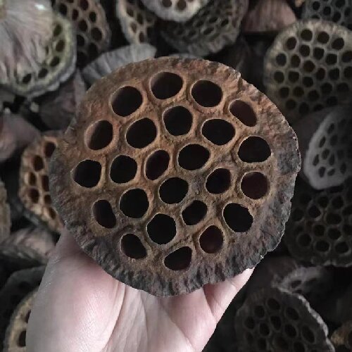 Natural dried lotus flowers for home decor, dried flower