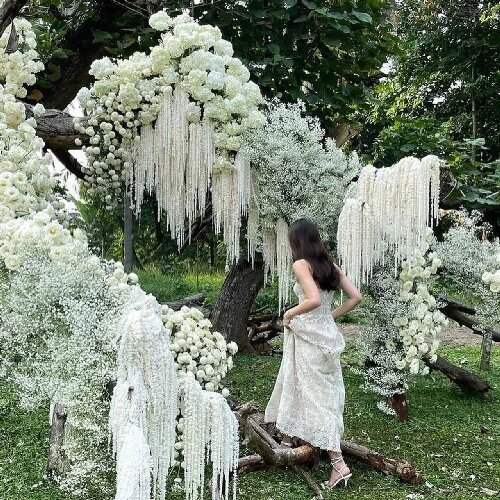 Natural Real Plants Amaranth Flower Preserved Amaranthus for Wedding Decoration