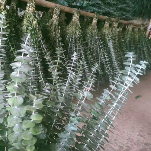 Eucalyptus leaves dried flowers preserved eucalyptus