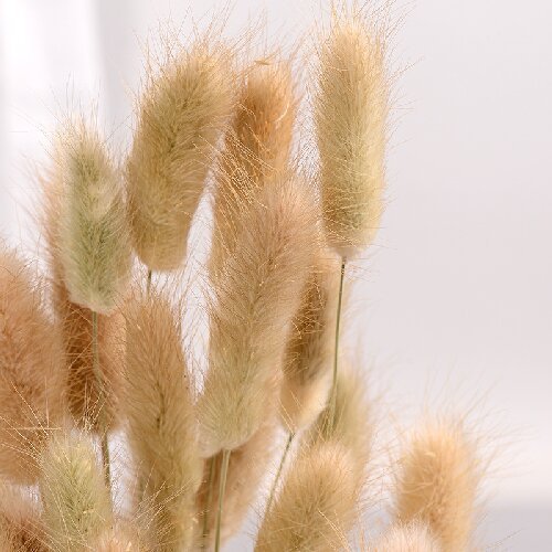 Natural Bunny tails Rabbit tails Grass Dried Lagurus