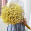 Natural Dried Preserved Gypsophila Flower Babysbreath