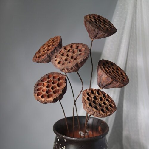 Natural dried lotus flowers for home decor, dried flower