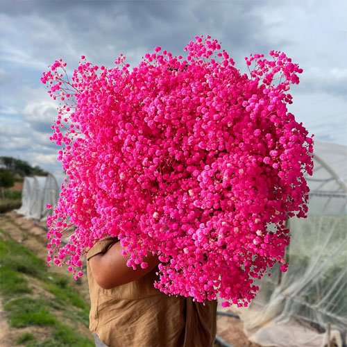 Natural Dried Preserved Gypsophila Flower Babysbreath