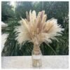 Bohemian Style Pampas Grass Natural Dried Reed for Wedding Home Decor