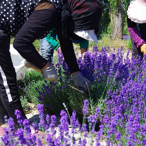 Lavender Seeds on Lavender Sachets with Lavender Duds Fragrance Lavender Sachet