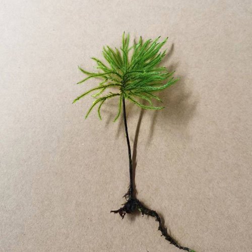 Preserved moss terrarium tree moss, micro landscape art