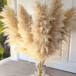Boho Wedding Decor Dry Pampas Grass Flower Natural Real Dried Pampas Grass