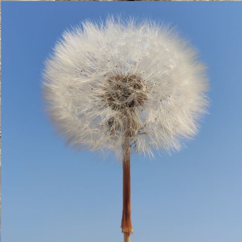Dried Dandelion Flower for Handmade DIY Raw Material Decoration Flower Arrangement