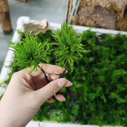 Preserved moss terrarium tree moss, micro landscape art