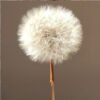 Dried Dandelion Flower for Handmade DIY Raw Material Decoration Flower Arrangement