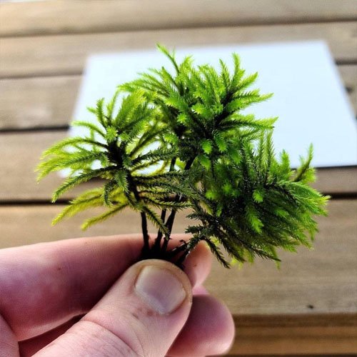 Preserved moss terrarium tree moss, micro landscape art