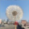 Dried Dandelion Flower for Handmade DIY Raw Material Decoration Flower Arrangement