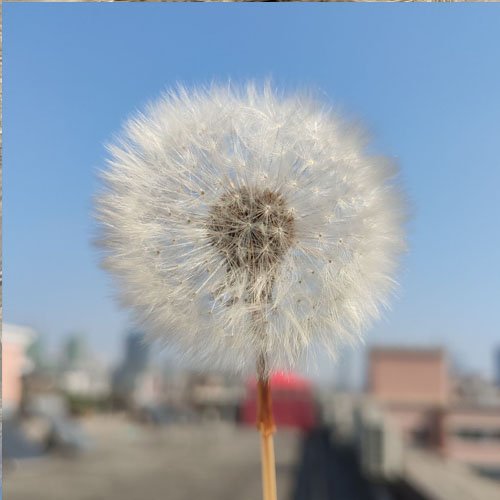 Dried Dandelion Flower for Handmade DIY Raw Material Decoration Flower Arrangement