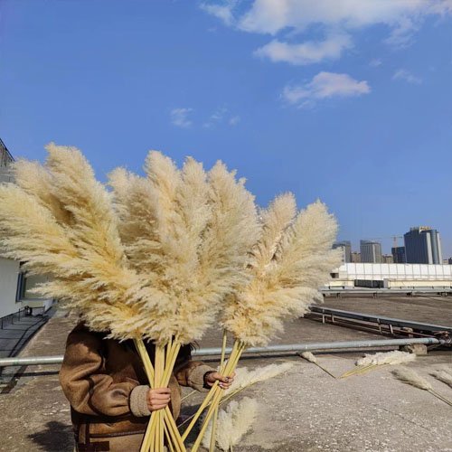 Boho Wedding Decor Dry Pampas Grass Flower Natural Real Dried Pampas Grass
