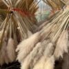 Boho Wedding Decor Dry Pampas Grass Flower Natural Real Dried Pampas Grass