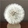 Dried Dandelion Flower for Handmade DIY Raw Material Decoration Flower Arrangement
