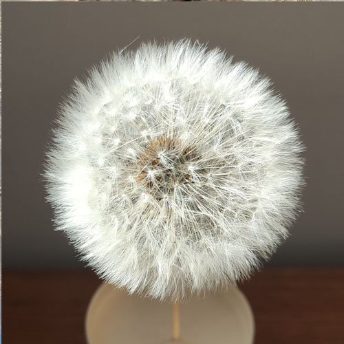 Dried Dandelion Flower for Handmade DIY Raw Material Decoration Flower Arrangement