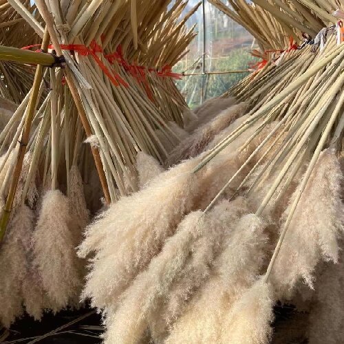 Boho Wedding Decor Dry Pampas Grass Flower Natural Real Dried Pampas Grass