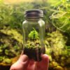 Preserved moss terrarium tree moss, micro landscape art