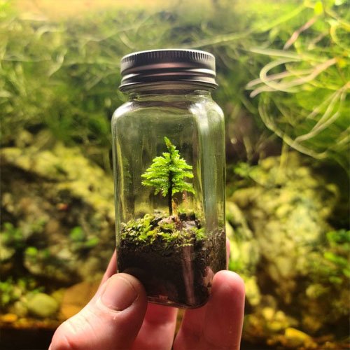 Preserved moss terrarium tree moss, micro landscape art