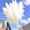 Boho Wedding Decor Dry Pampas Grass Flower Natural Real Dried Pampas Grass