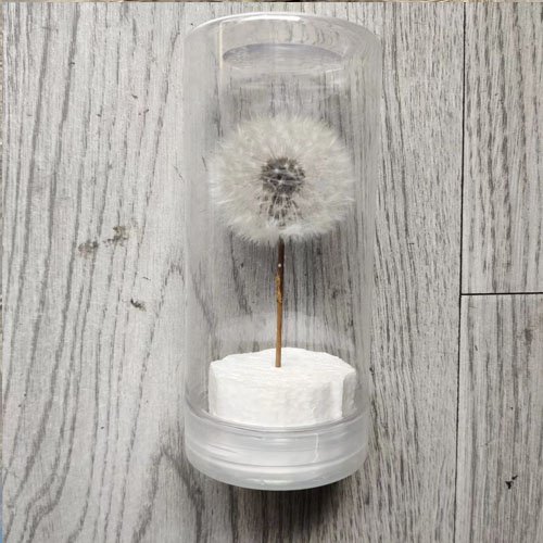 Dried Dandelion Flower for Handmade DIY Raw Material Decoration Flower Arrangement