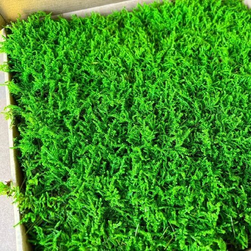 Preserved big gray moss real moss, natural moss