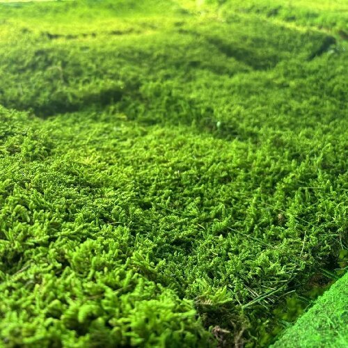 Preserved big gray moss real moss, natural moss