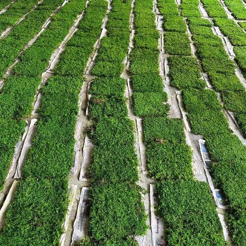 Preserved big gray moss real moss, natural moss