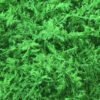 Preserved big feather moss stabilized natural real moss
