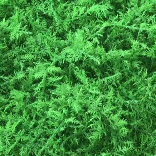 Preserved big feather moss stabilized natural real moss