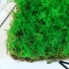 Preserved big feather moss stabilized natural real moss