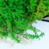 Preserved big feather moss stabilized natural real moss