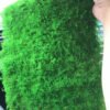 Preserved big feather moss stabilized natural real moss
